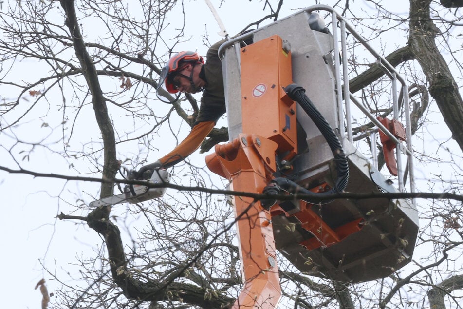 Fachkräfte werkeln in den Baumkronen.