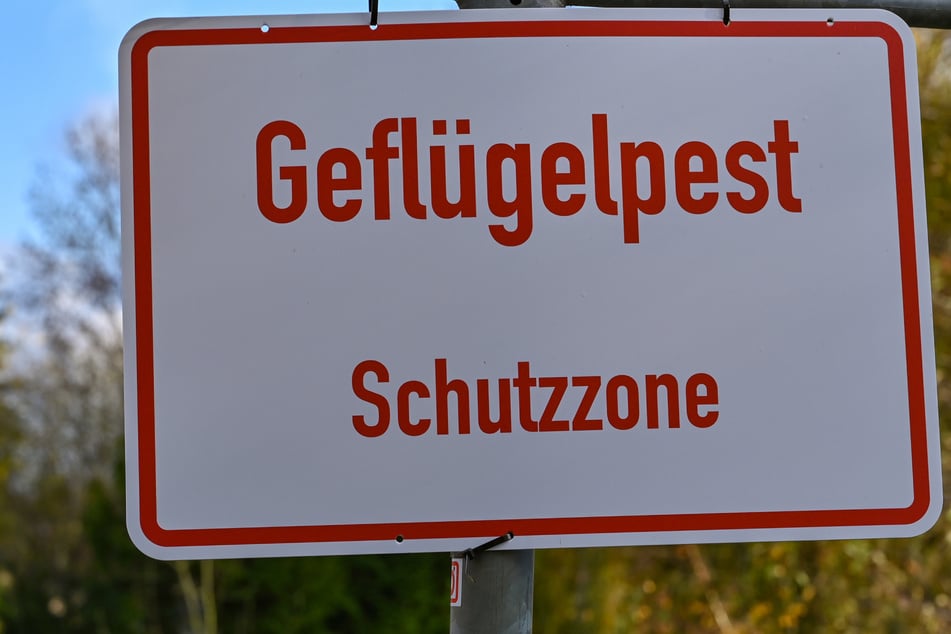 Um die Tiere vor der Vogelgrippe zu schützen, gilt nun eine Stallpflicht für Geflügel. (Archivbild)