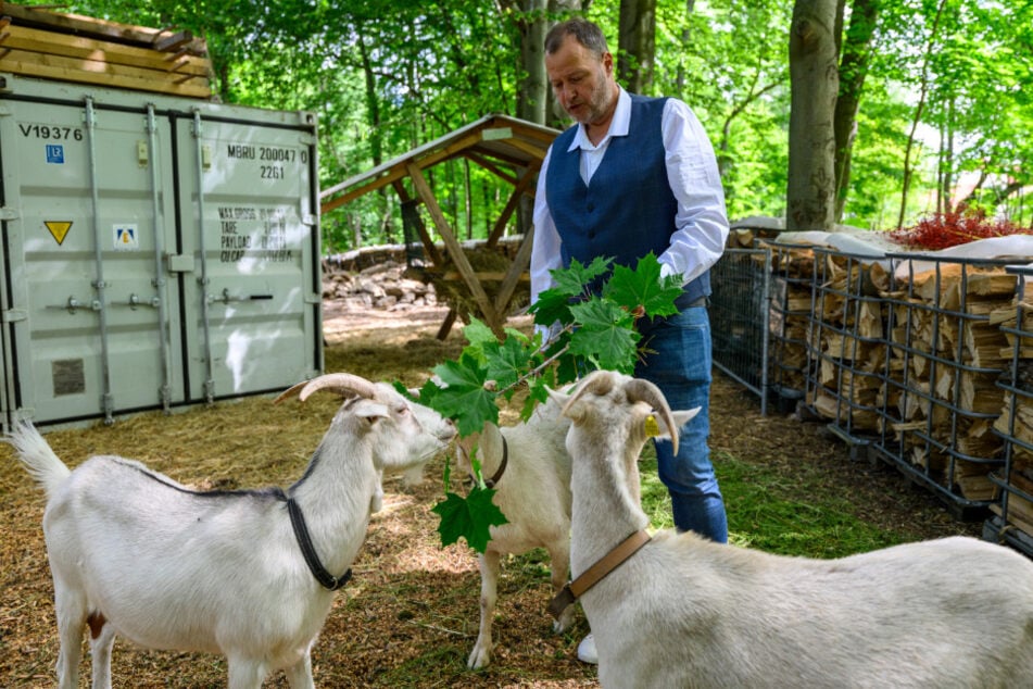Frische Blätter sind Leckerbissen für die Ziegen. Die Familie hält inzwischen ein gutes Dutzend Tiere der Rassen Weiße Edelziege und Thüringer Waldziege.