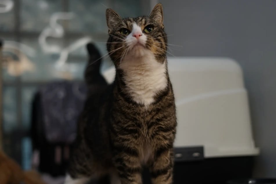 James Catfield ist etwas mutiger und nimmt seinen Freund ans Pfötchen.
