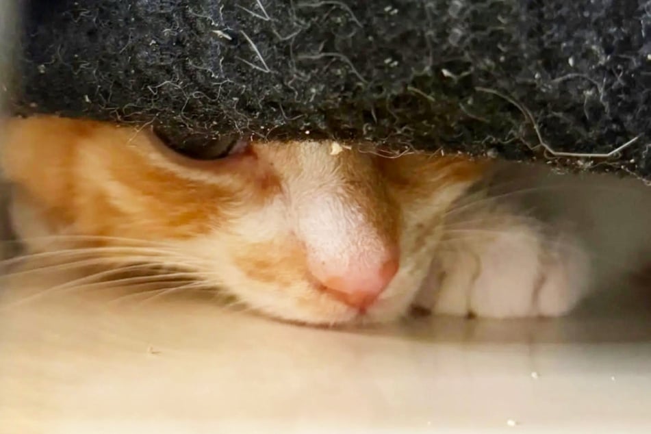 Der kleine Kater, der noch keinen Namen hat, sollte getötet werden. Jetzt ist er glücklicherweise in Sicherheit.