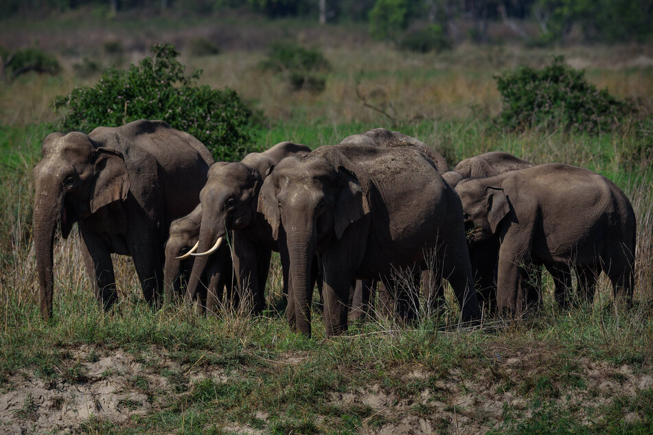 Indische Elefanten können bis zu 5000 Kilogramm schwer werden! (Symbolbild)