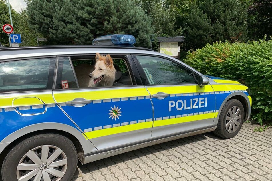 Polizei sucht Zeugen Wer hat diesen armen Hund ausgesetzt? TAG24