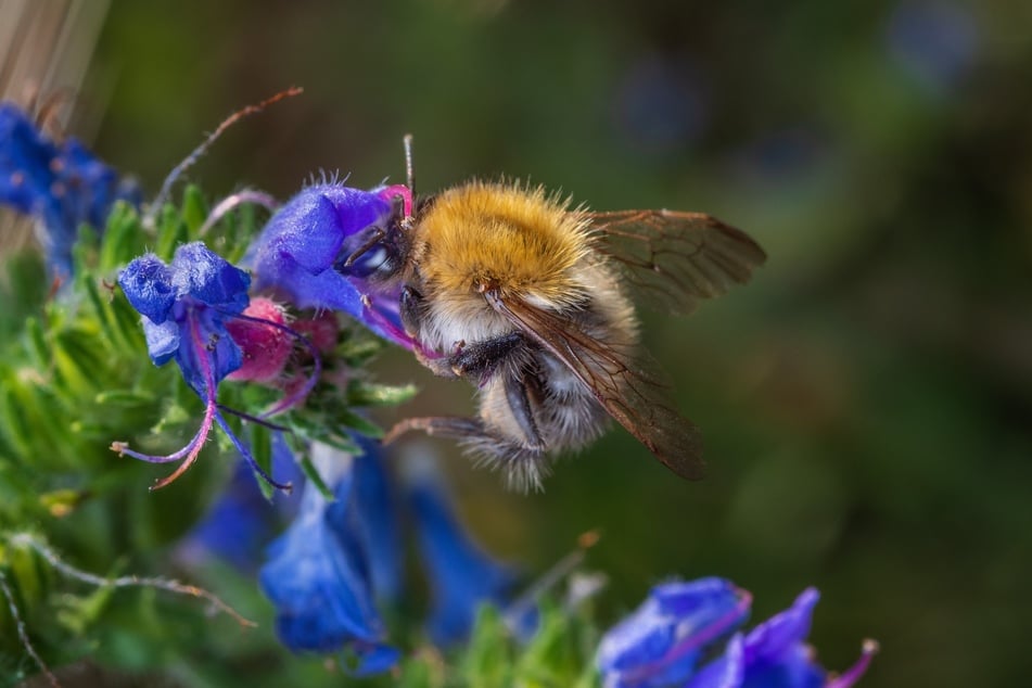 Gemeiner Natternkopf setzt Farbakzente im Garten und liefert den Bienen Nektar.