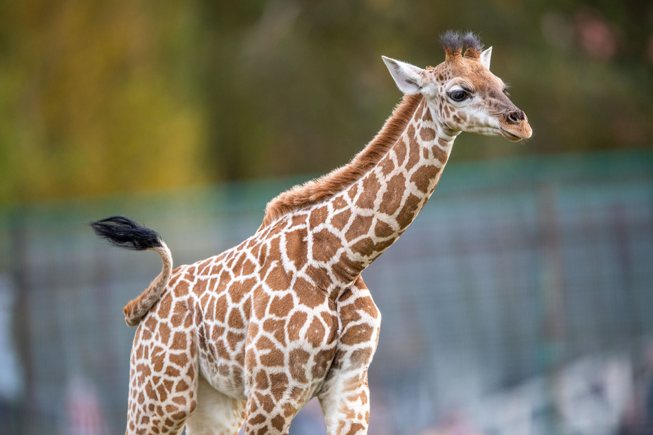 Spektakuläre Geburt! Giraffen-Nachwuchs im Safariland