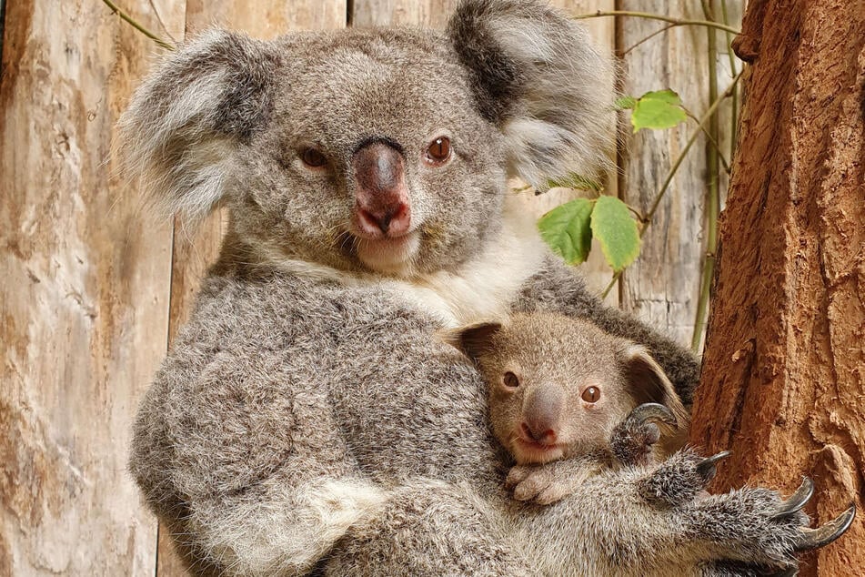Der Baby-Koala hält sich an seiner Mutter fest. Das noch namenlose Männchen wiegt bereits mehr als 500 Gramm.