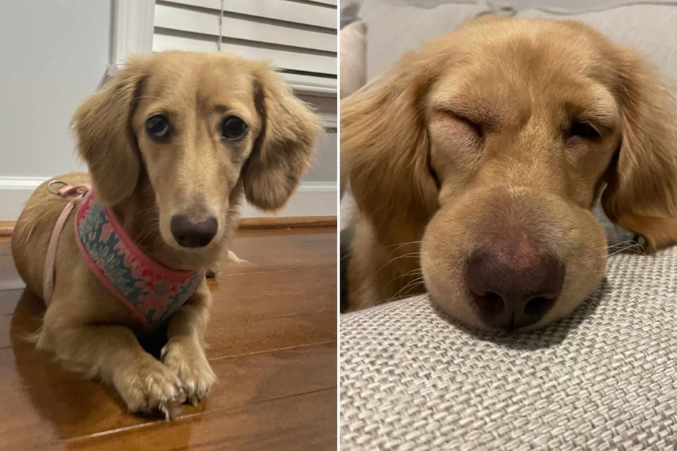 Noodle the Dachshund dog recently gave her owners a real fright – and herself, too! – during a sudden medical emergency.