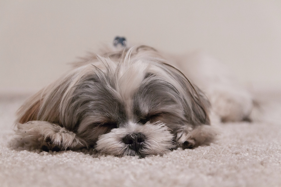 Shih Tzus are crazy cute and funny.