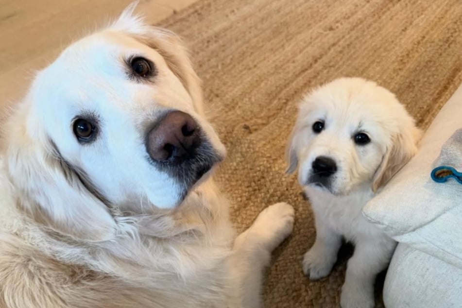 Cody und Cooper schauen beide ein wenig verdattert in die Kamera. Offenbar wissen die Hunde noch nicht so recht, was sie miteinander anfangen sollen.