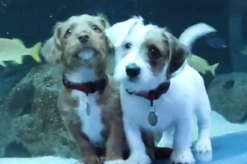Carmel und Odie auf großer Tour.