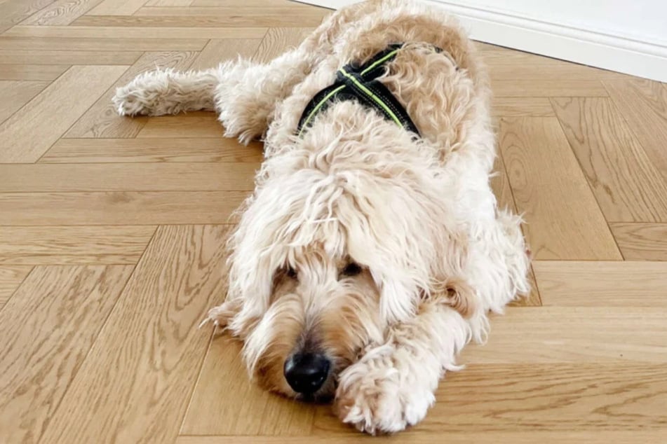 Seit einem Monat lebt die Labradoodle-Hündin auf einer Pflegestelle des Berliner Tierheims.
