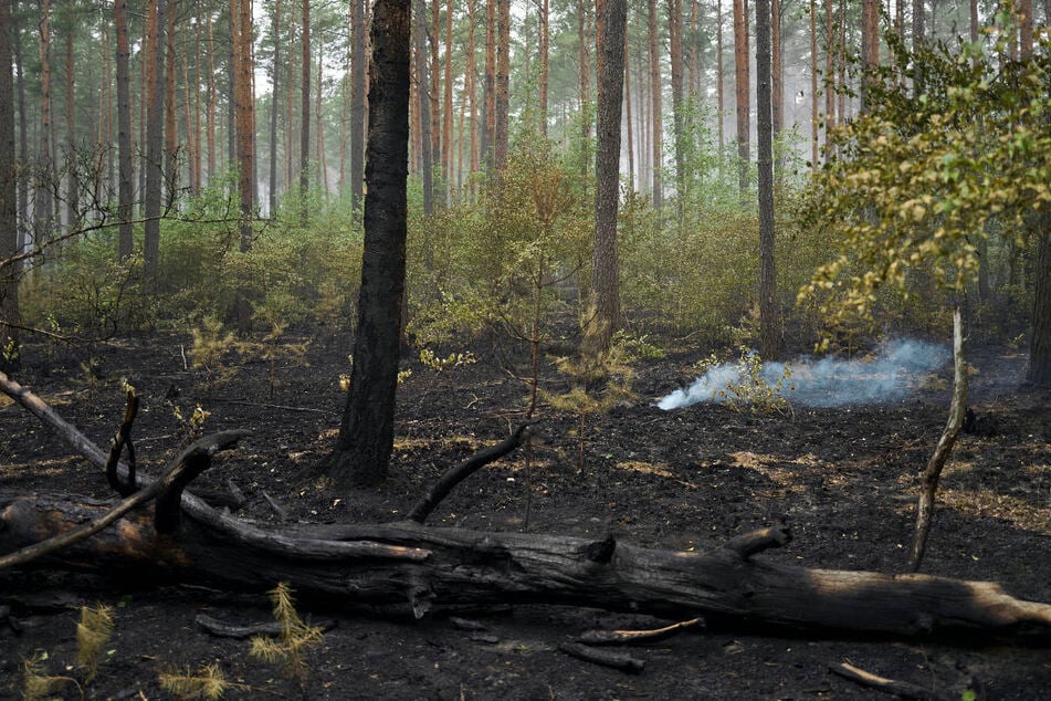 Aufatmen im Müritz-Nationalpark: Waldbrand gelöscht, aber Einsatz geht weiter