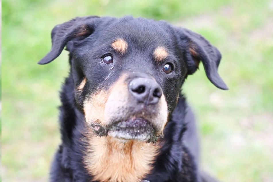 Trotz ihres Alters wirkt Gundel noch wie ein Jungspund.