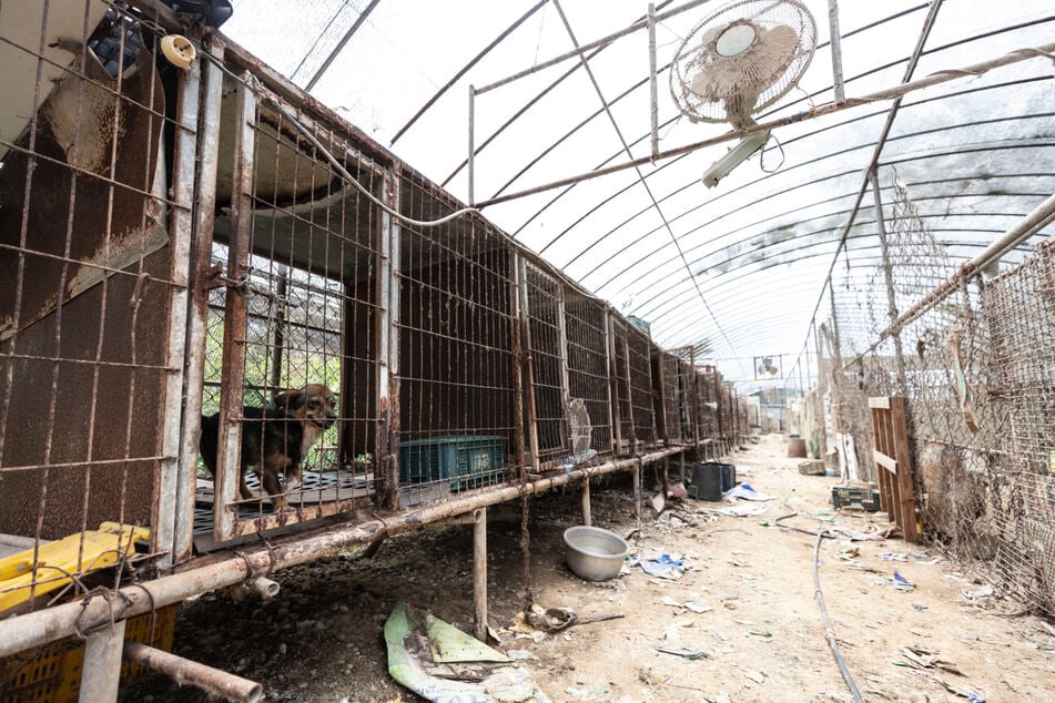 Auf dieser Hundefleischfarm in der Region Gangjin herrschten unwürdige Zustände.