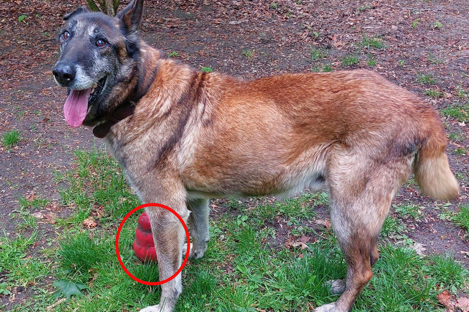 Sein Spielzeug trägt Kong immer mit sich. Es ist die Inspiration für den Namen des Hundes.