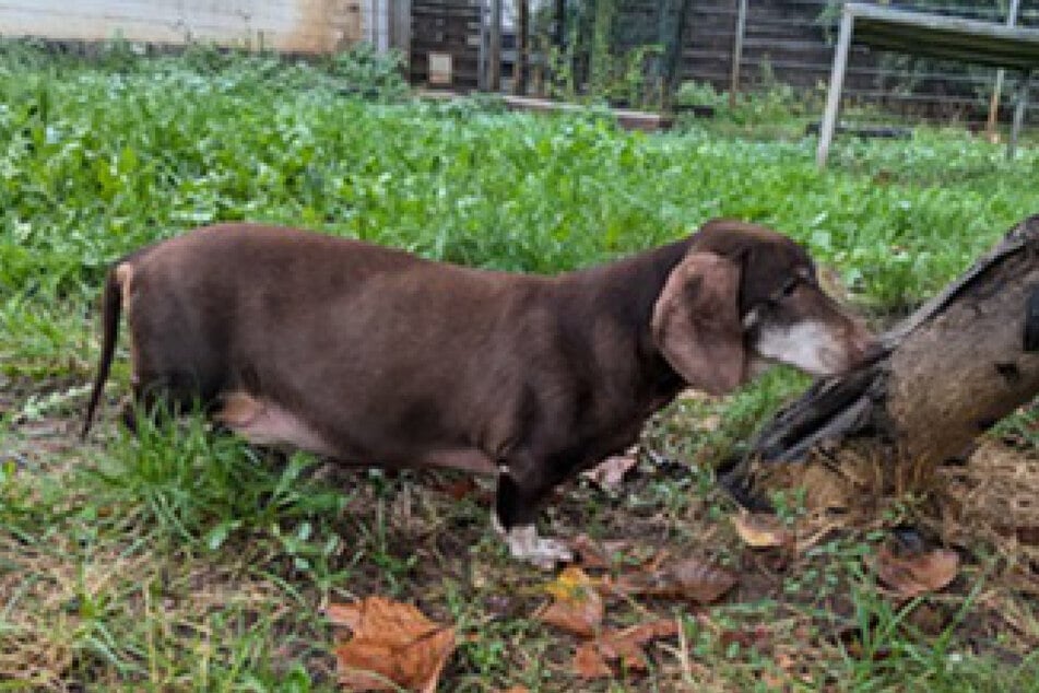 Im Frankfurter Tierheim sitzend, wartet Theo darauf, ein neues Zuhause zu finden, in dem er gemütlich seinen Lebensabend verbringen darf.