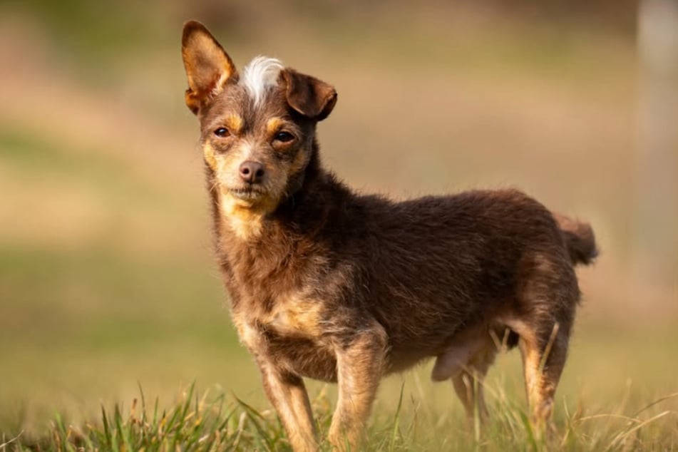 Der soziale Hund sucht nun sein "Für-Immer-Zuhause".