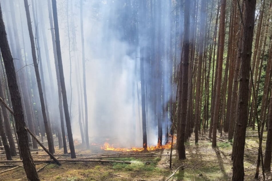 Mehrere Feuerwehren waren im Einsatz, um den Brand bei Quittelsdorf zu bekämpfen.