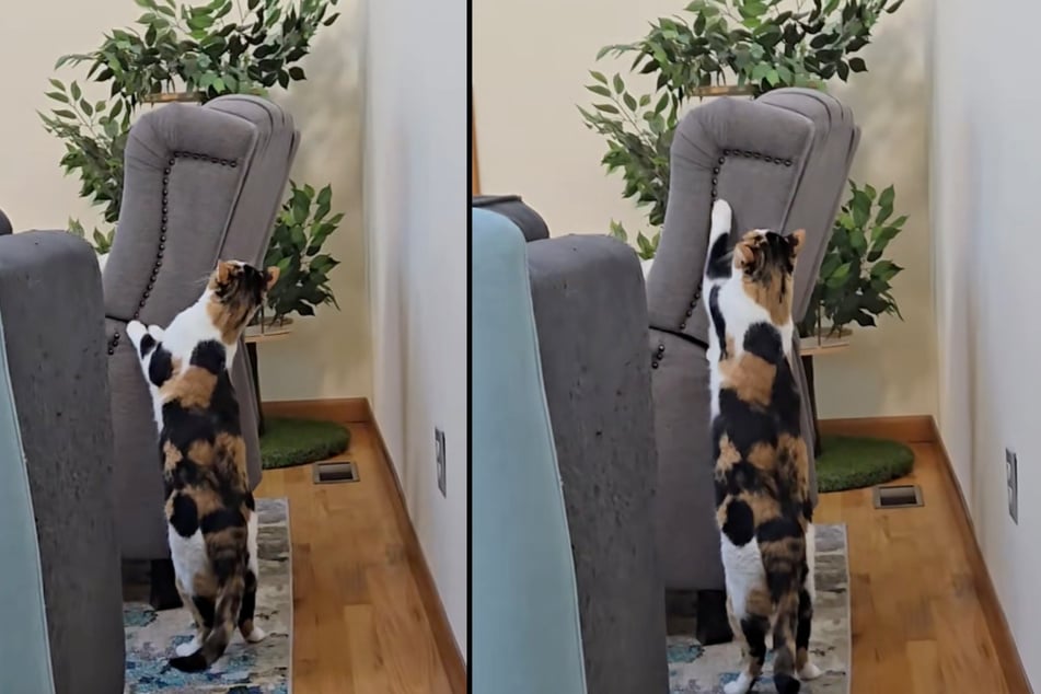 Auch Maggie scheint ihre einstige Besitzerin zu vermissen. Sehnsüchtig schnupperte und kratzte sie am Lieblingsstuhl der Verstorbenen.