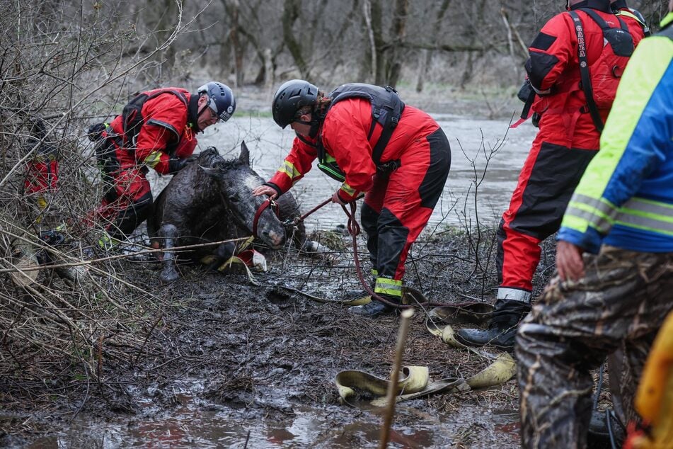 Nach einem anstrengenden Weg konnte das erschöpfte Tier schließlich aus dem Wasser gezogen werden.