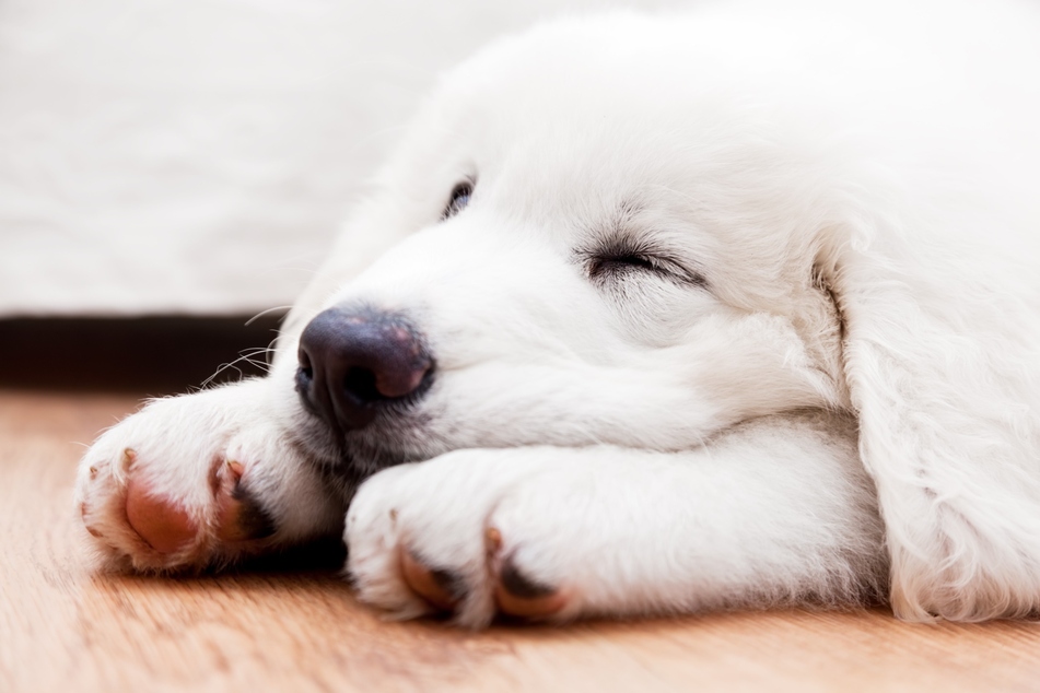 Viele Hunde zucken im Schlaf, aber warum?