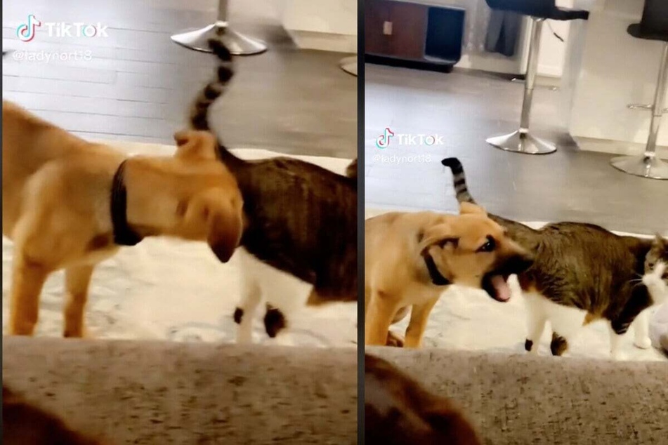 This pup's curiosity led him to sniff the cat's behind. It obviously didn't smell so good.