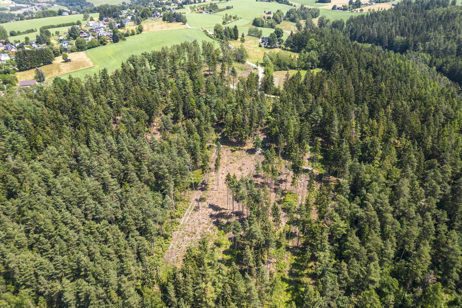 Trotz Regen: Sachsens Wälder leiden weiter unter Dürre-Stress