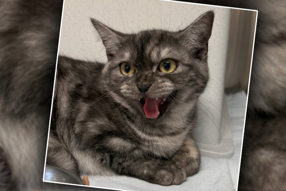 Die Katze kam zusammen mit zwei weiteren Artgenossen ins Tierheim Bergheim.