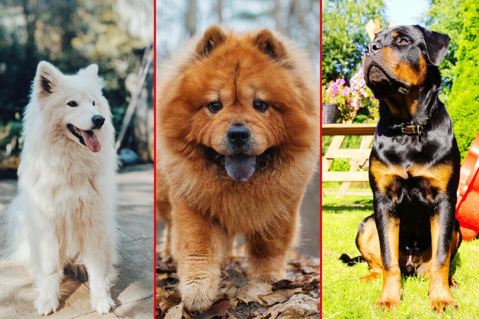 Top 10 most expensive dog breeds in the world