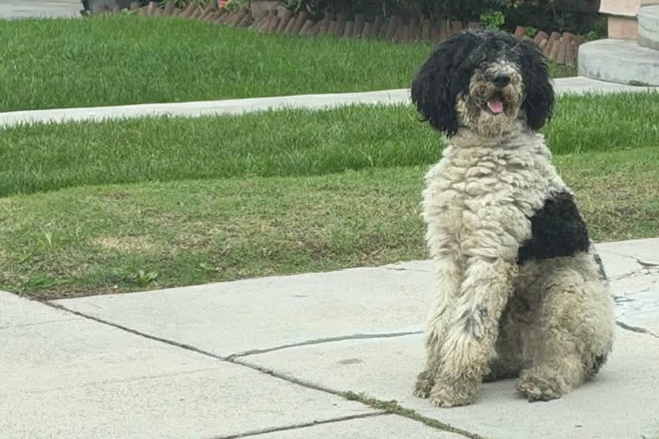 Frau will diesen Hund retten: Doch kurz darauf wird ihr ganz anders