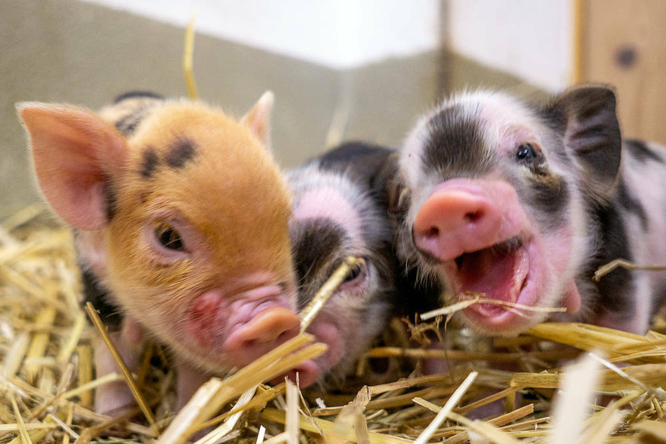 Nachwuchs im Tierpark Hellabrunn: 13 unheimliche süße Kunekune-Schweinchen sorgen im Schweinestall des Mühlendorfs für Schwung.
