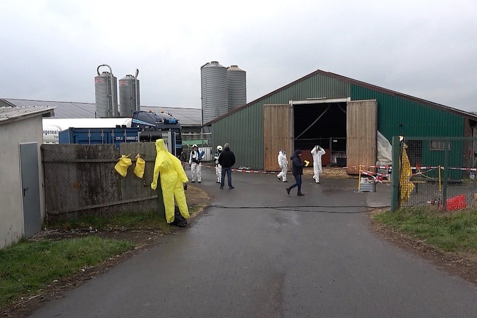 In einem Landwirtschaftsbetrieb in Sachsen-Anhalt ist die Vogelgrippe ausgebrochen.