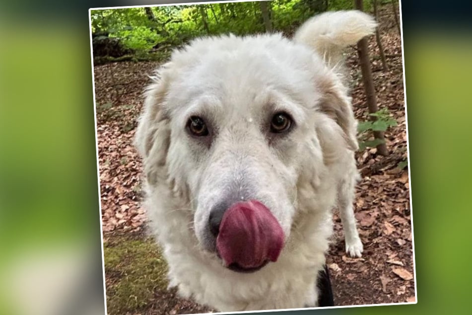 Lola liebt Menschen über alles und lässt sich auch gern mal ein Leckerli schmecken.