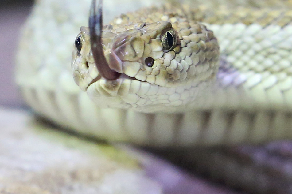 Eine giftige Aruba Klapperschlange. Die Schlangen waren teilweise in ungesicherten Behältern. (Symbolbild)