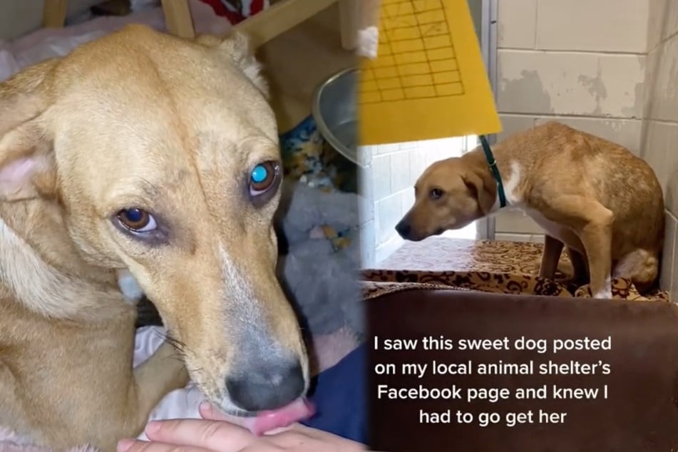 Traumatized dog is rescued and gets her new forever home