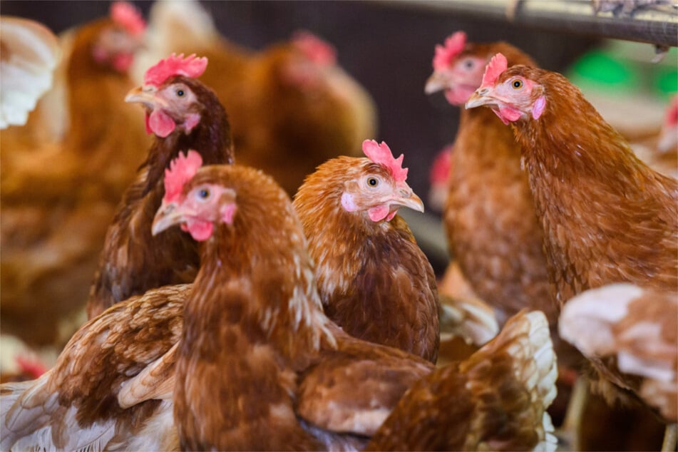 150 Tiere verendeten trotz Polizeihilfe. (Symbolbild)