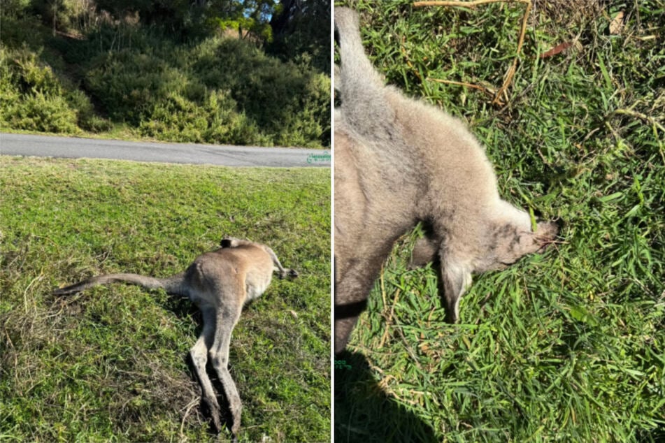Das junge Känguru war am Abend der illegalen Autofahrt vor Ort und fiel der Karosse zum Opfer.