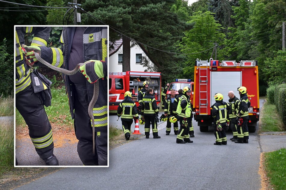 Schlangen-Alarm! Meterlange Ringelnatter kriecht in Ostsachsen durch Küche