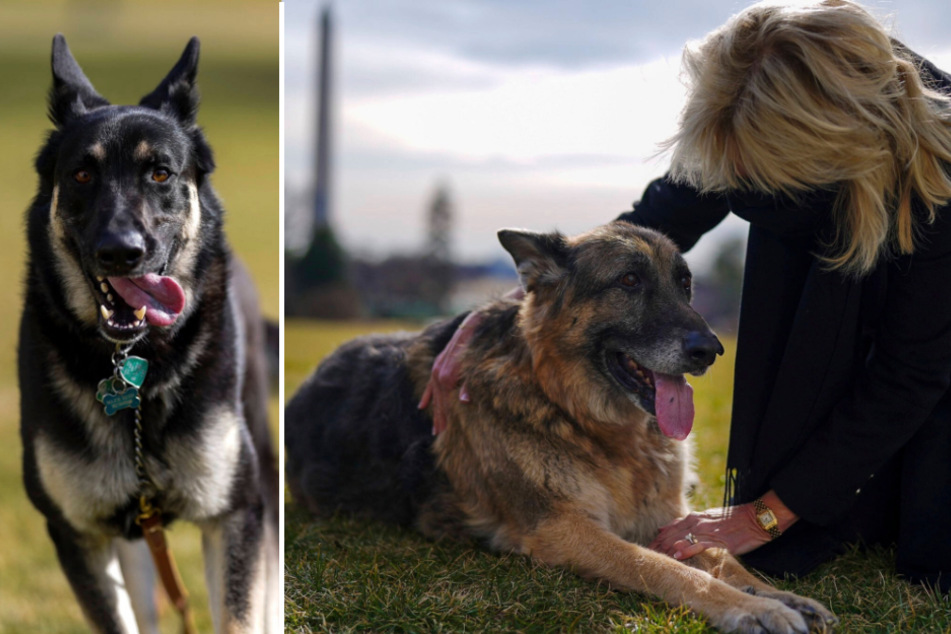 Major (l.) and Champ have moved into the White House with the Bidens.