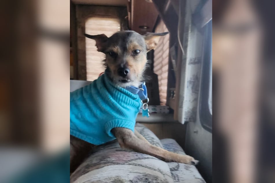 Hündchen Wiley wurde zum Helden.