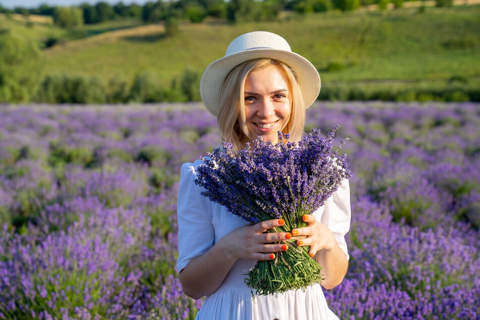 Der Lavendel blüht derzeit noch in seiner vollen Pracht.