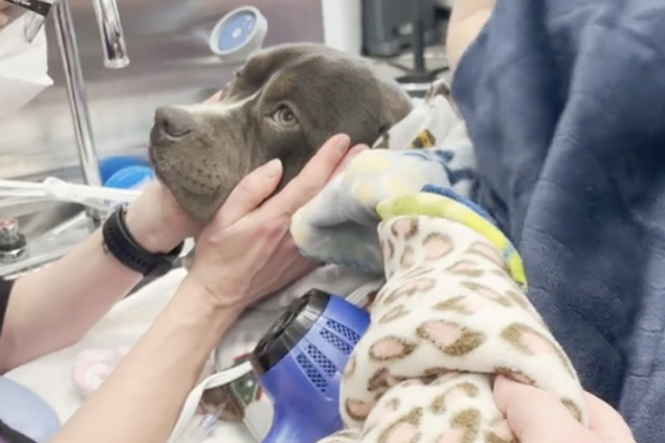 More than 4 million have watched the rescue of the poor four-legged friend on TikTok.