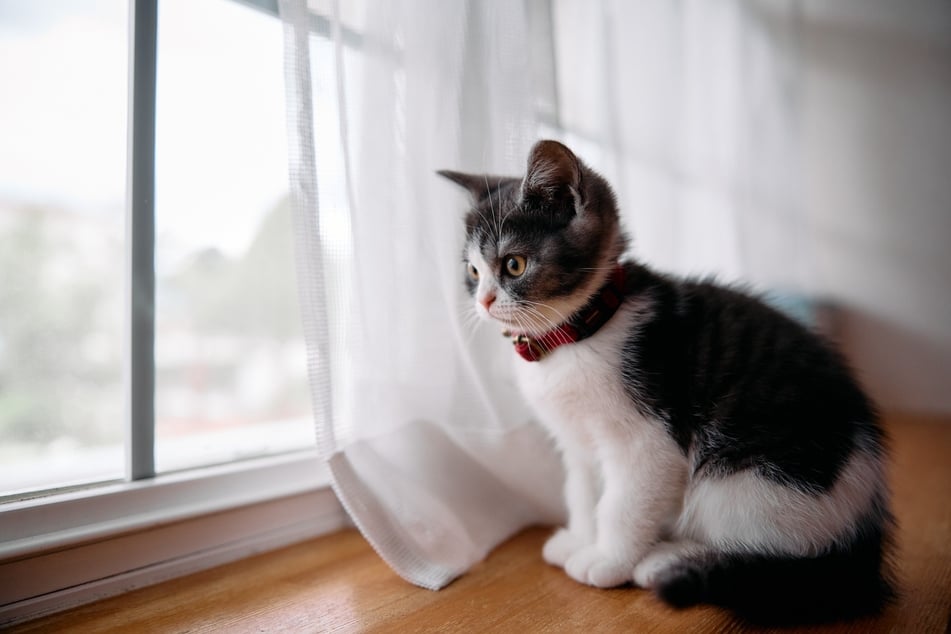 Katzen entwickeln anhand von Helligkeit ein gewisses Zeitempfinden.