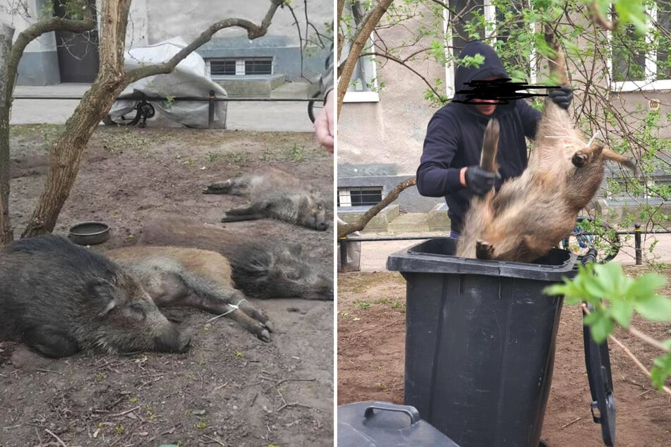 Ein Mann tötete mehrere Wildschweine in einer Wohnsiedlung in Warschau und wurde zum Anlass einer hitzigen Diskussion auf Facebook.