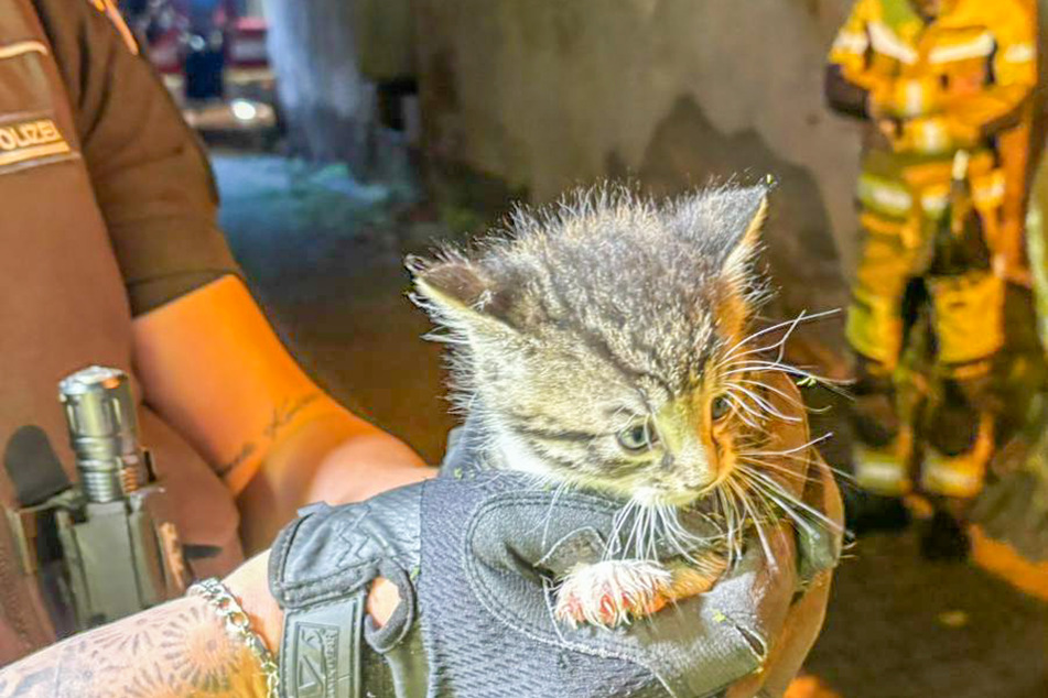 Das Katzenbaby wurde schließlich sicher aus seiner ausweglosen Lage befreit.