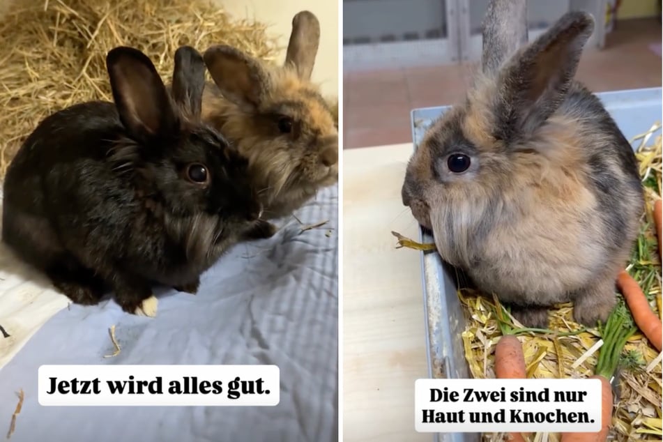 Das Tierheim ist froh über den neuen Zuwachs und möchte den Tieren nun ein besseres Leben in Freiheit schenken.
