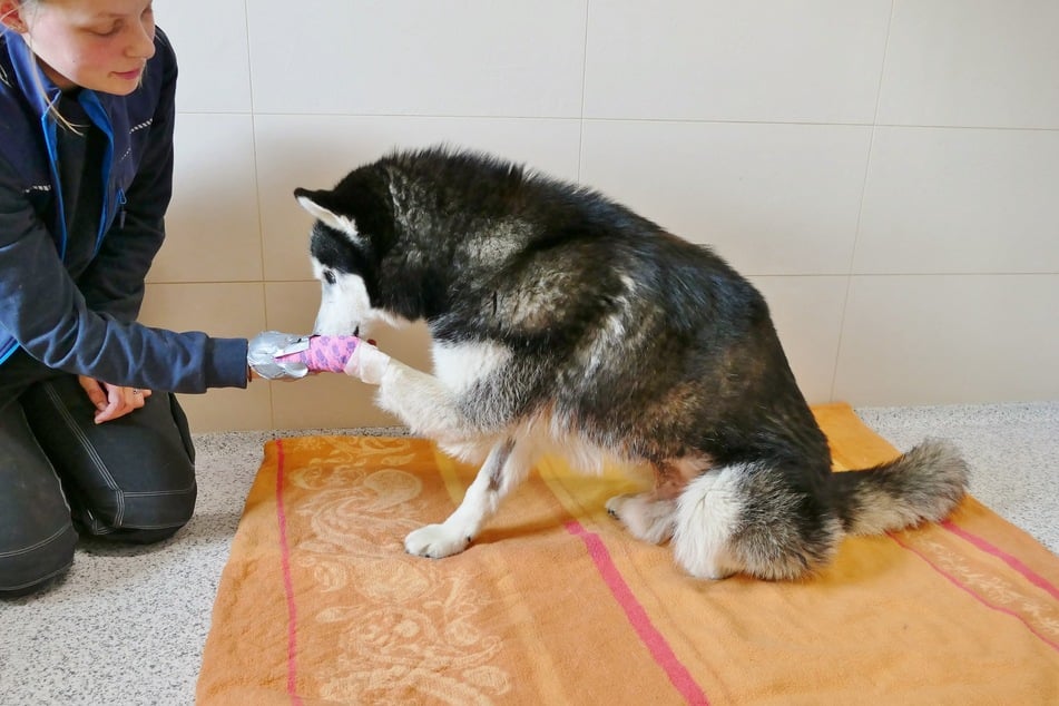 Die Pfleger im Tierheim versuchen Shadow auf andere Gedanken zu bringen, doch seit einigen Wochen frisst er kaum noch und hat stark abgenommen.