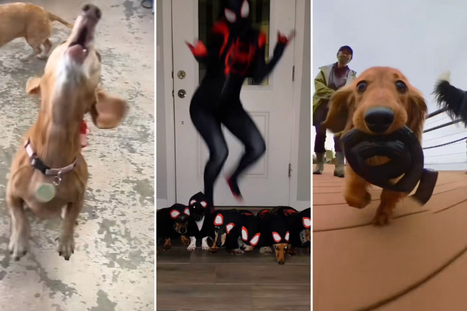 Laugh your heart out with these three hilarious wiener dog videos on TikTok!