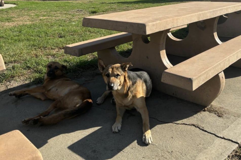 Eigentlich waren die Hunde immer zu zweit unterwegs.