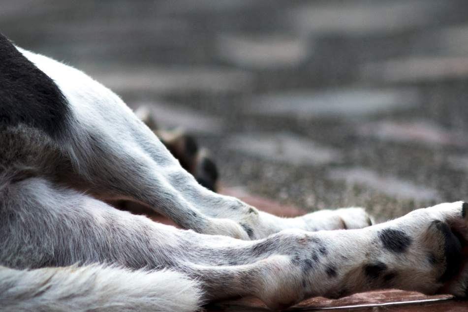 Horror-Fund bei Spaziergang: Hund ohne Kopf treibt im Wasser